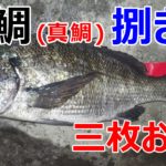 メジナ グレ の捌き方 魚料理レシピデータベース